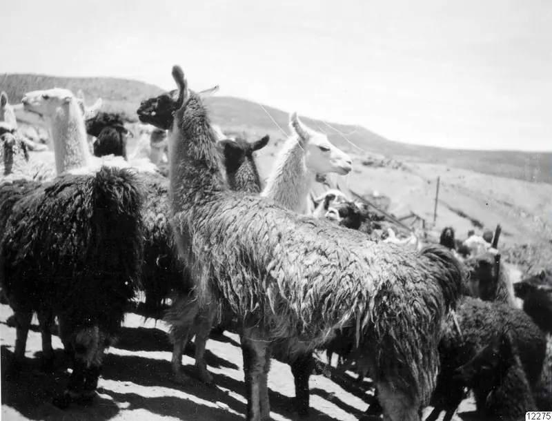 A Bolivian tin mine with llamas, photographed in 1927