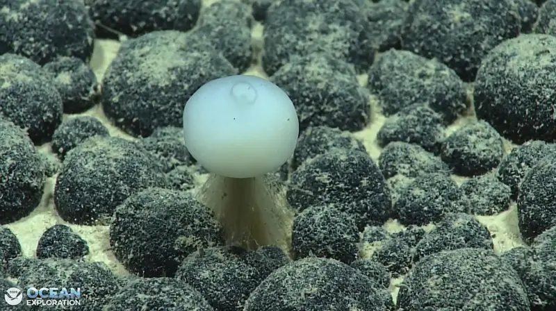 A white glass sponge on a short stalk rising from a carpet of black nodules