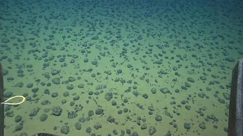A pale seafloor stretching into the blue distance, scattered with thousands of dark round nodules