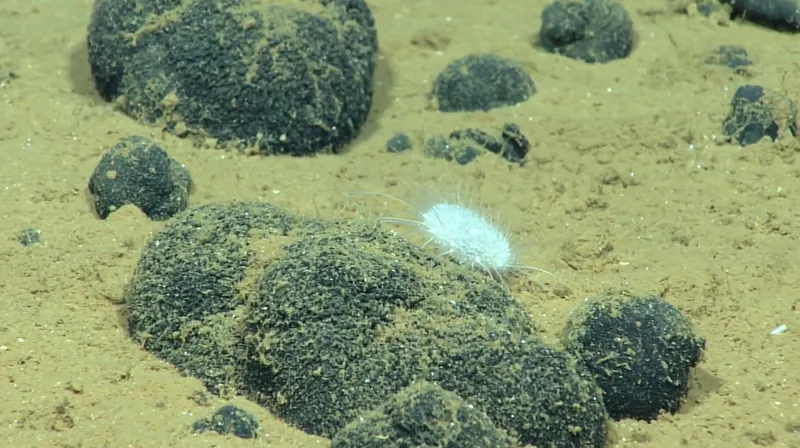 A small white spiny urchin perched on a large dark nodule half sunk in pale sediment
