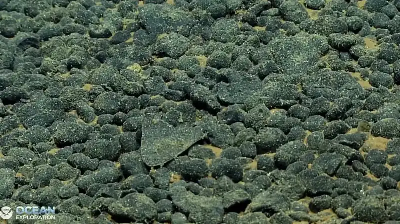 A dense bed of dark nodules with a flat triangular shark tooth lying among them